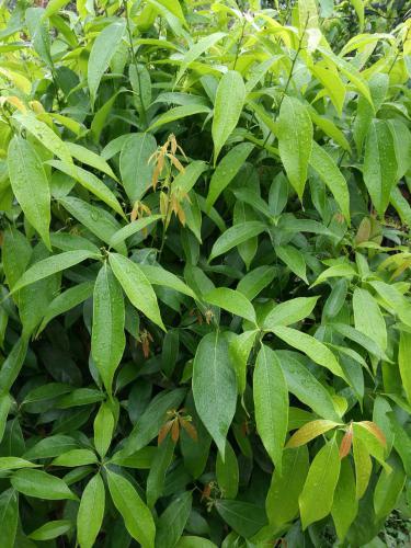 木姜叶柯树虫草甜茶是四川雅安罗顺山的一个甜